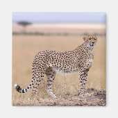 Cheetah Magnet (Vorne)