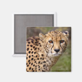 Cheetah Magnet (Vorderseite/Rückseite)