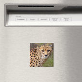 Cheetah Magnet (In Situ (Geschirrspüler))