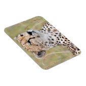 Cheetah Magnet (Rechte Seite)