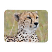 Cheetah Magnet (Horizontal)