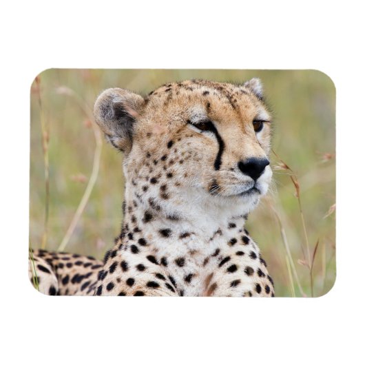 Cheetah Magnet (Horizontal)
