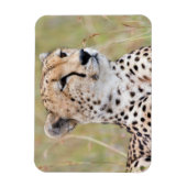 Cheetah Magnet (Vertikal)