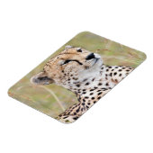 Cheetah Magnet (Linke Seite)