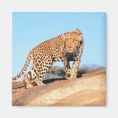 Cheetah Magnet (Vorne)