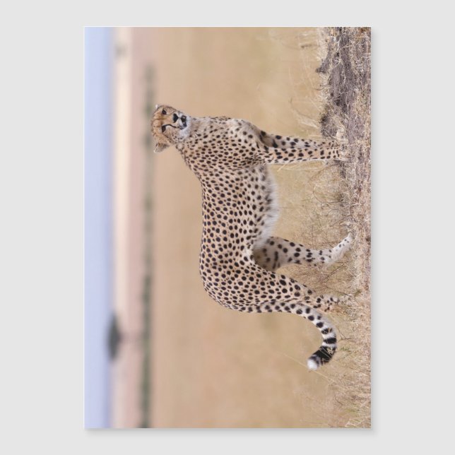 Cheetah Magnetkarte (Vorderseite)