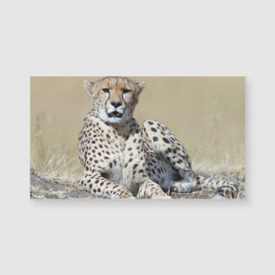 Cheetah Magnetkarte