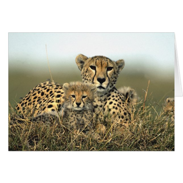 Cheetah-Mama und CUB-Karte (Vorderseite (Horizontal))
