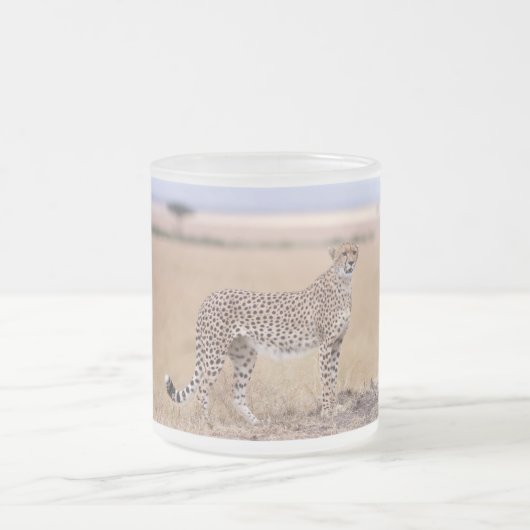Cheetah Mattglastasse (Mittel)