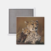 Cheetah Mother und Cub Magnet (Vorderseite/Rückseite)