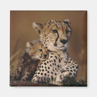Cheetah Mother und Cub Magnet