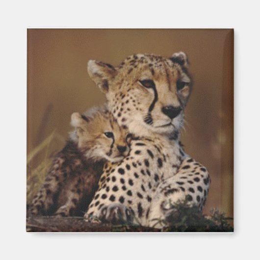 Cheetah Mother und Cub Magnet (Vorne)