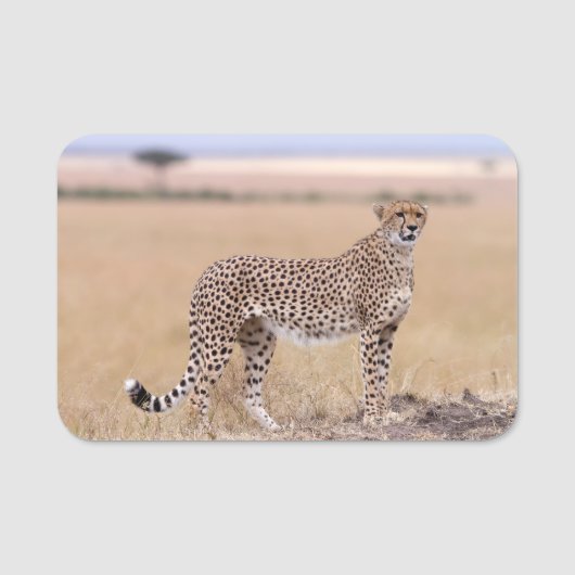 Cheetah Namensschild (Vorderseite)