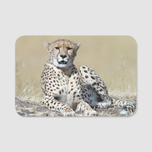 Cheetah Namensschild