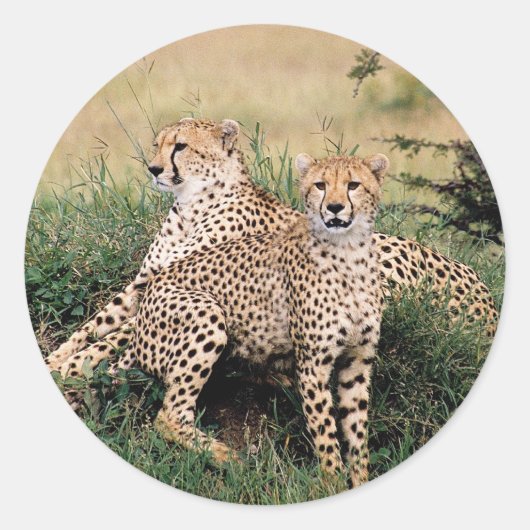 Cheetah Pair Runder Aufkleber (Vorderseite)