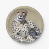 Cheetah Pappteller (Vorderseite)