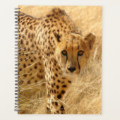 Cheetah Planer (Vorderseite)