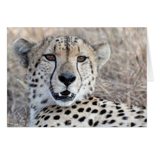 Cheetah Portrait (Vorderseite (Horizontal))