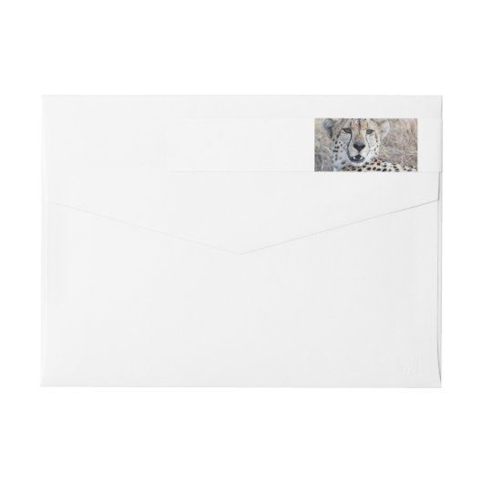 Cheetah Portrait (Rückseite)