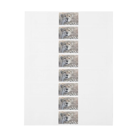 Cheetah Portrait (Bogen)