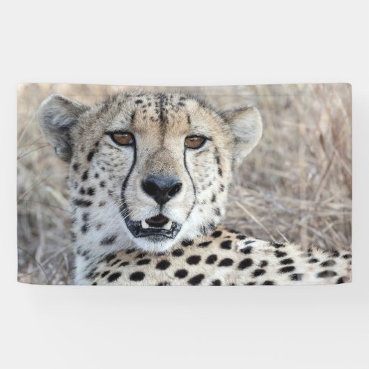 Cheetah Portrait Banner (Horizontal)