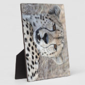 Cheetah Portrait Fotoplatte (Seite)