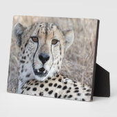 Cheetah Portrait Fotoplatte (Seite)