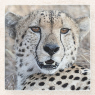 Cheetah Portrait Glasuntersetzer