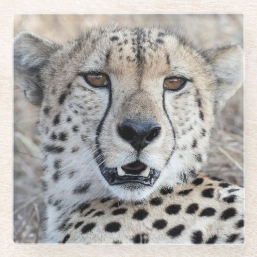 Cheetah Portrait Glasuntersetzer (Vorderseite)