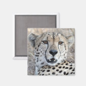 Cheetah Portrait Magnet (Vorderseite/Rückseite)
