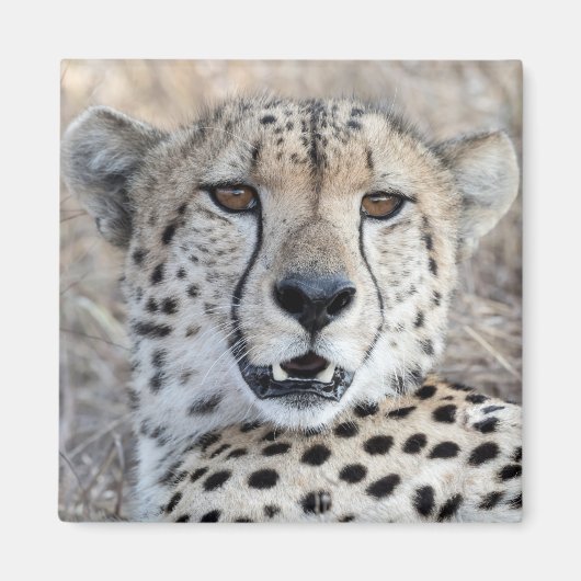 Cheetah Portrait Magnet (Vorne)
