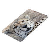 Cheetah Portrait Magnet (Linke Seite)