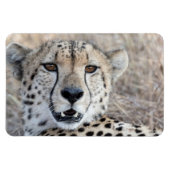 Cheetah Portrait Magnet (Horizontal)