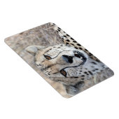 Cheetah Portrait Magnet (Rechte Seite)
