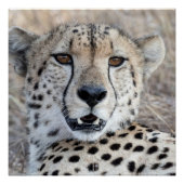 Cheetah Portrait Poster (Vorderseite)