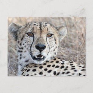 Cheetah Portrait Postkarte
