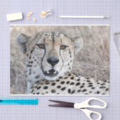 Cheetah Portrait Seidenpapier (Handwerk)