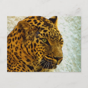 Cheetah Postcard Postkarte