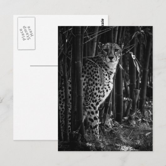 Cheetah Postcard Postkarte (Vorne/Hinten)