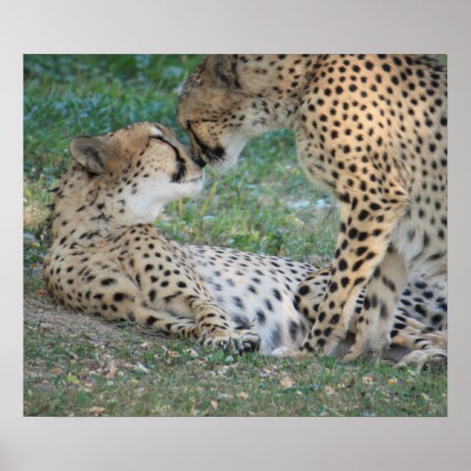 Cheetah Poster (Vorne)