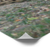 Cheetah Poster (Ecke)