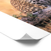 Cheetah Poster (Ecke)