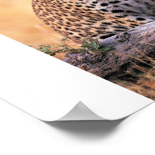 Cheetah Poster (Ecke)