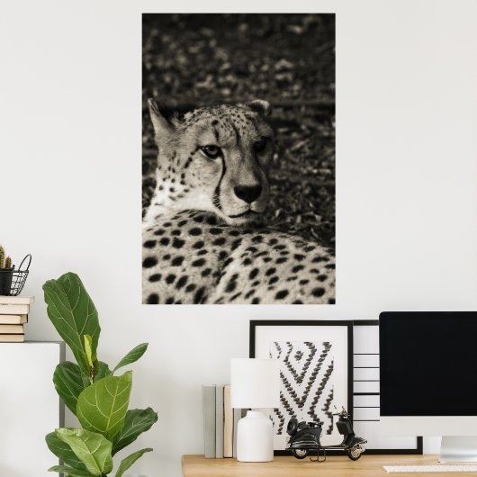 Cheetah Poster (Heimbüro)
