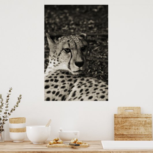 Cheetah Poster (Küche)