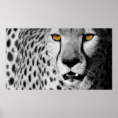 Cheetah Poster (Vorne)