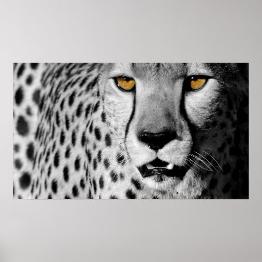 Cheetah Poster (Vorne)