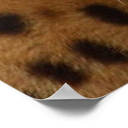 Cheetah Poster (Ecke)