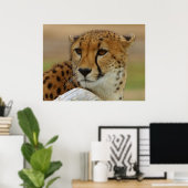Cheetah Poster (Heimbüro)