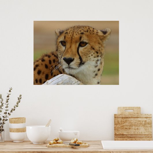 Cheetah Poster (Küche)
